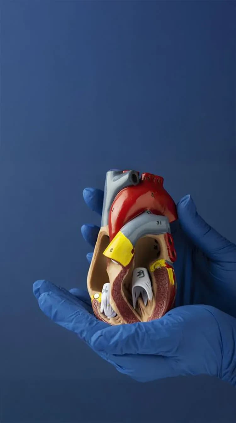 Cardiac Screening at LIPS Healthcare